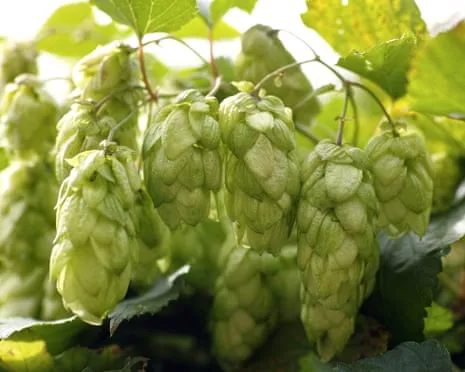 Build A Custom Hops Haven: Cultivating Hops Is Straightforward and Satisfying